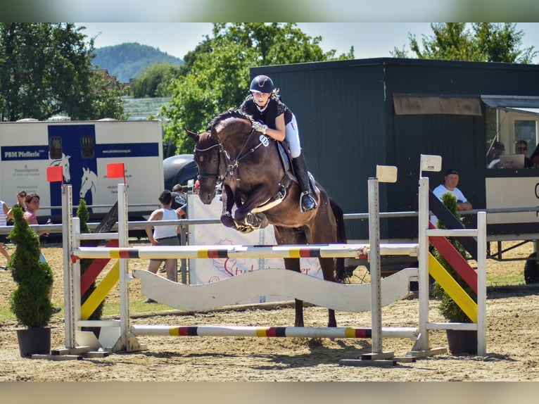 Czech Warmblood Mare 13 years 16,1 hh Smoky-Black in Singen