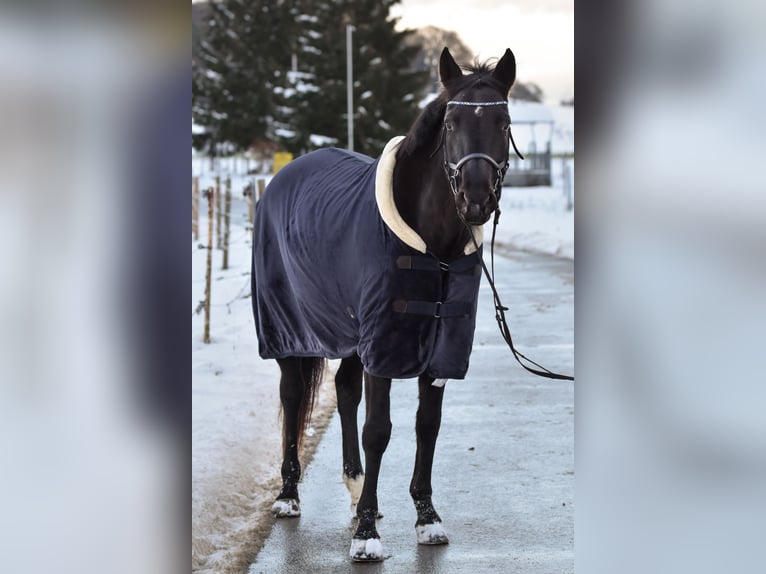 Czech Warmblood Mare 13 years 16,1 hh Smoky-Black in Singen