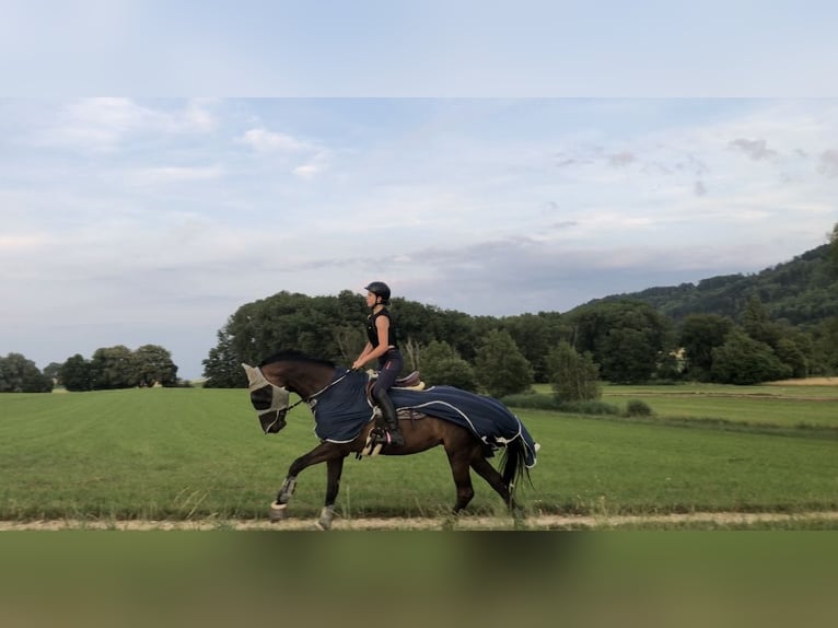 Czech Warmblood Mare 13 years 16,1 hh Smoky-Black in Singen
