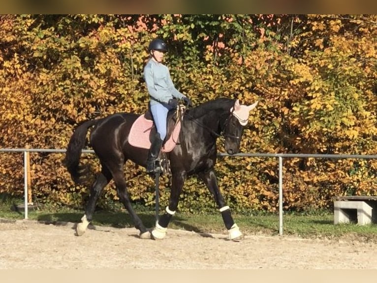 Czech Warmblood Mare 13 years 16,1 hh Smoky-Black in Singen