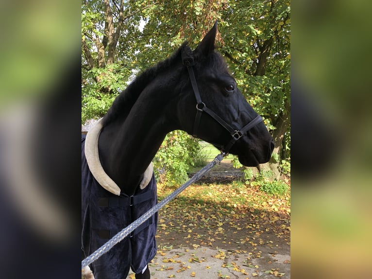 Czech Warmblood Mare 13 years 16,1 hh Smoky-Black in Singen