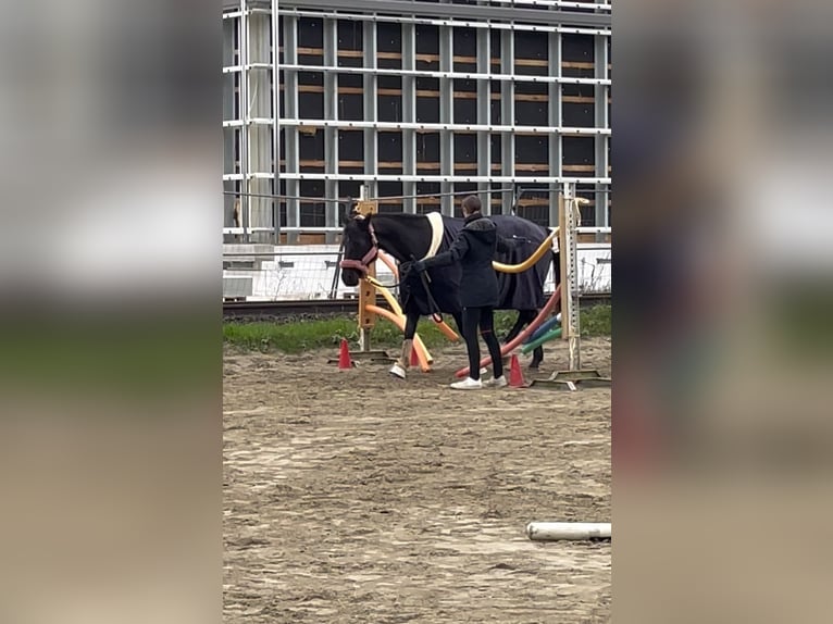 Czech Warmblood Mare 13 years 16,1 hh Smoky-Black in Singen