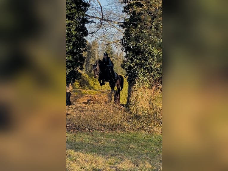 Czech Warmblood Mare 13 years 16,1 hh Smoky-Black in Singen