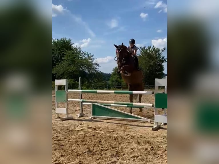 Czech Warmblood Mare 13 years 17 hh Chestnut-Red in Celle