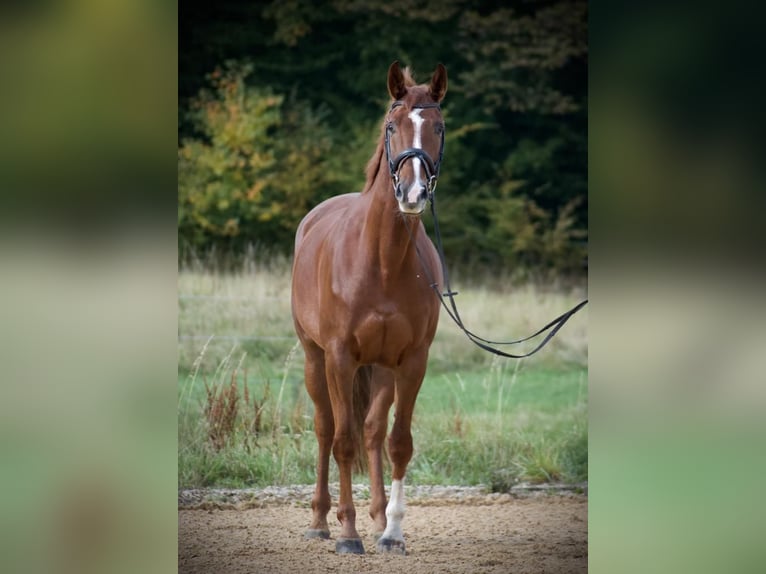 Czech Warmblood Mare 13 years 17 hh Chestnut-Red in Celle