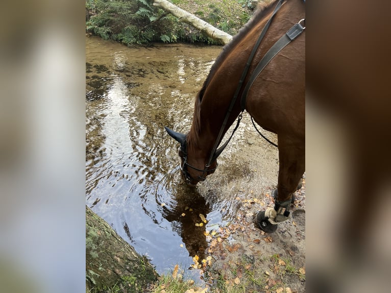 Czech Warmblood Mare 13 years 17 hh Chestnut-Red in Celle