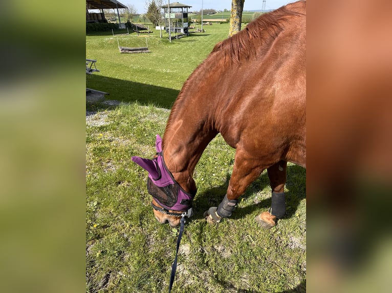 Czech Warmblood Mare 14 years 16,1 hh Chestnut-Red in Eberdingen