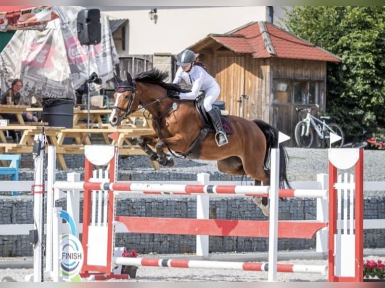 Czech Warmblood Mare 14 years 16 hh Bay in Taunton