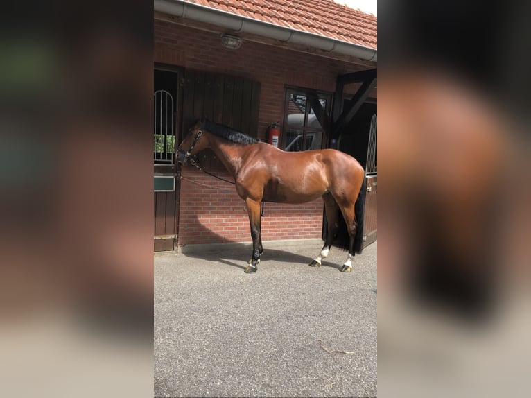 Czech Warmblood Mare 14 years 16 hh Bay in Taunton