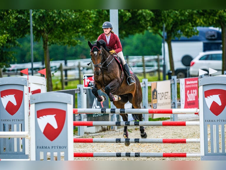 Czech Warmblood Mare 15 years 16,1 hh Brown in OBROK