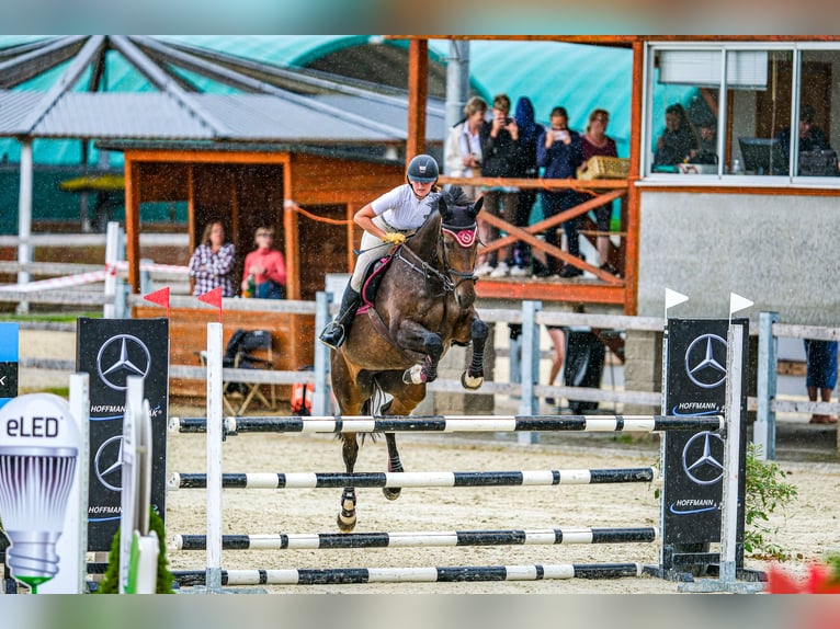 Czech Warmblood Mare 15 years 16,1 hh Brown in OBROK