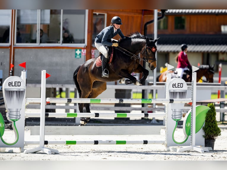Czech Warmblood Mare 15 years 16,1 hh Brown in OBROK