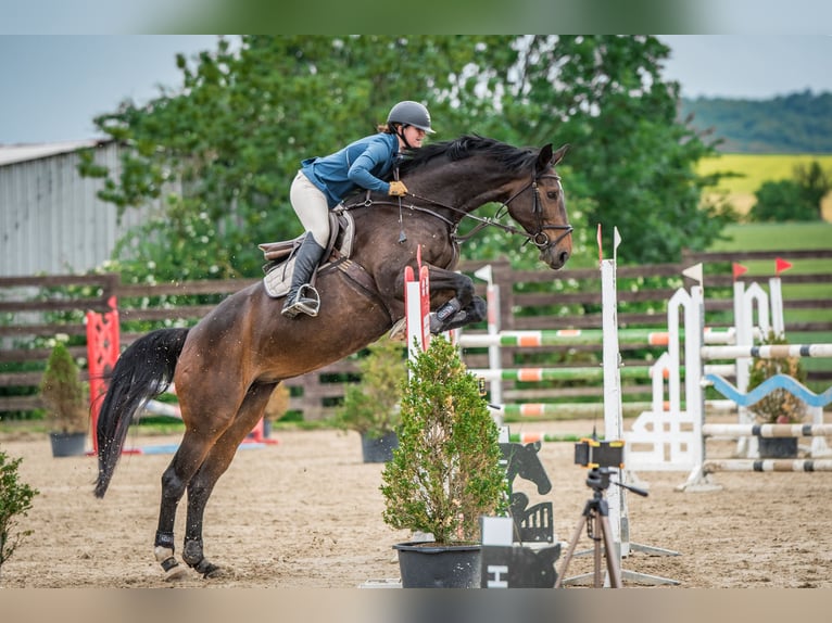 Czech Warmblood Mare 15 years 16,1 hh Brown in OBROK