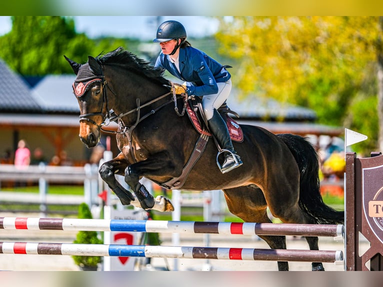 Czech Warmblood Mare 15 years 16,1 hh Brown in OBROK