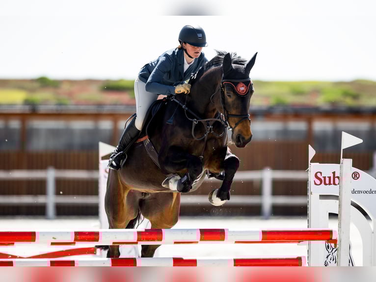 Czech Warmblood Mare 15 years 16,1 hh Brown in OBROK