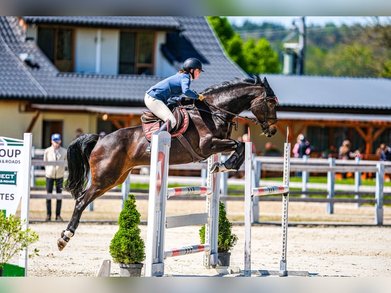 Czech Warmblood Mare 15 years 16,1 hh Brown in OBROK