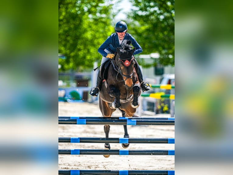 Czech Warmblood Mare 15 years 16,1 hh Brown in OBROK