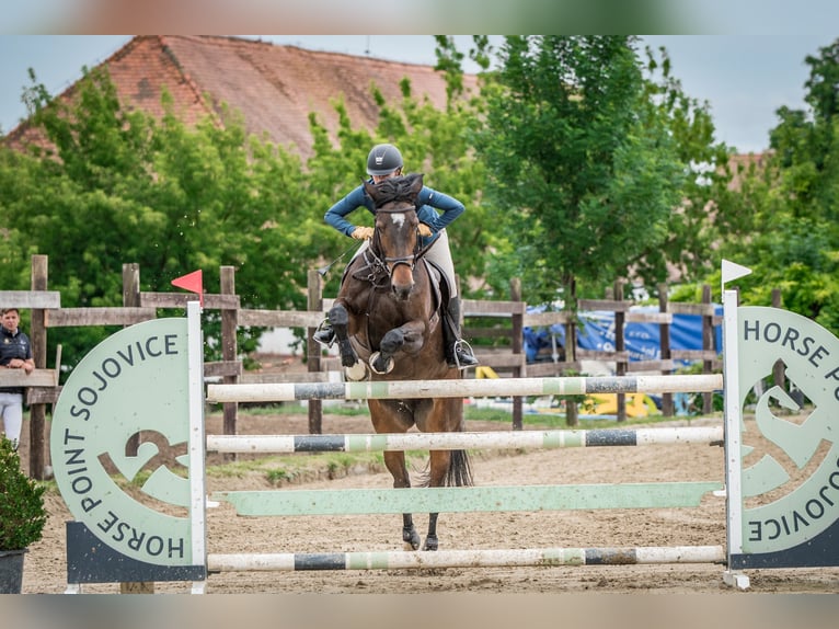 Czech Warmblood Mare 15 years 16,1 hh Brown in OBROK