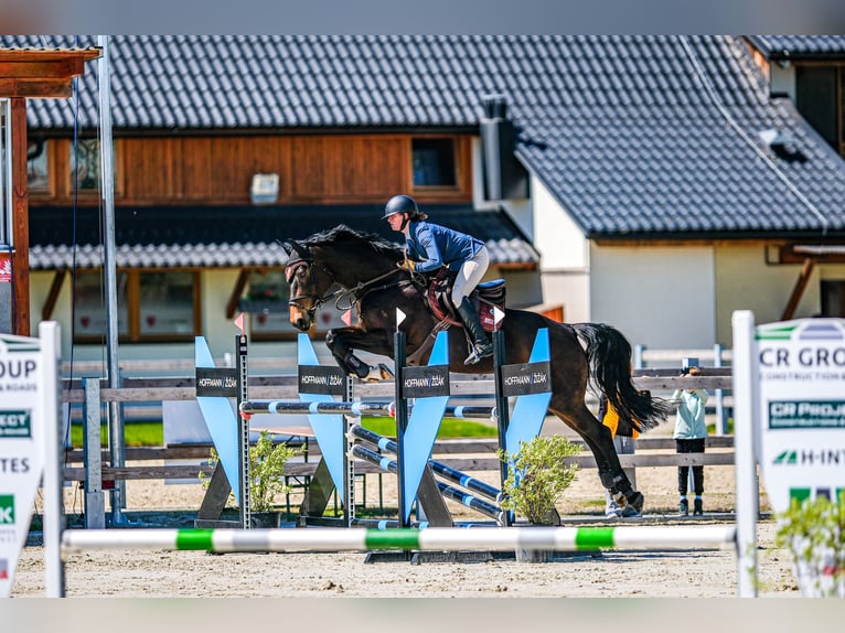 Czech Warmblood Mare 15 years 16,1 hh Brown in OBROK