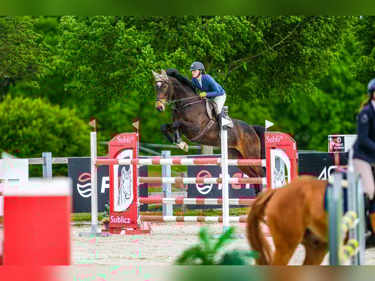 Czech Warmblood Mare 15 years 16,1 hh Brown in OBROK