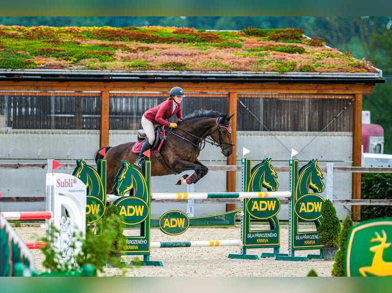 Czech Warmblood Mare 15 years 16,1 hh Brown in OBROK