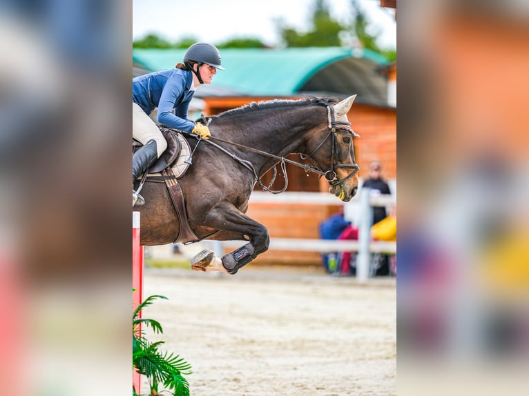 Czech Warmblood Mare 15 years 16,1 hh Brown in OBROK