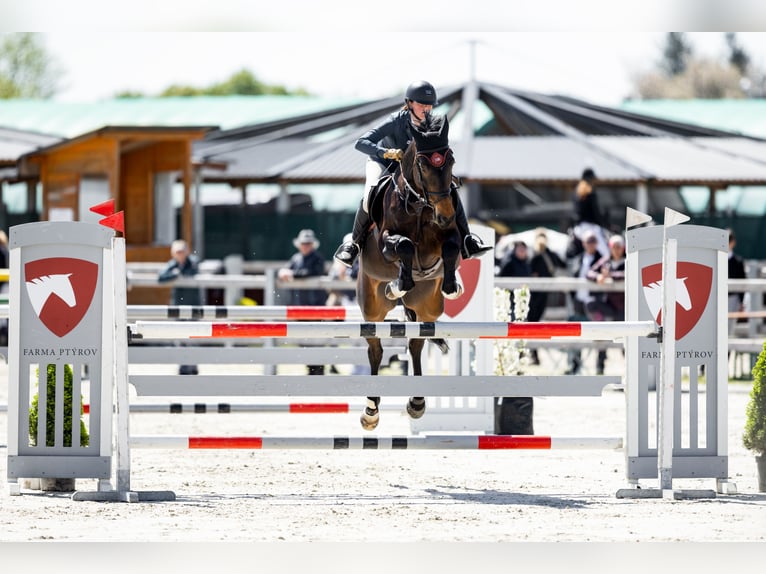 Czech Warmblood Mare 15 years 16,1 hh Brown in OBROK