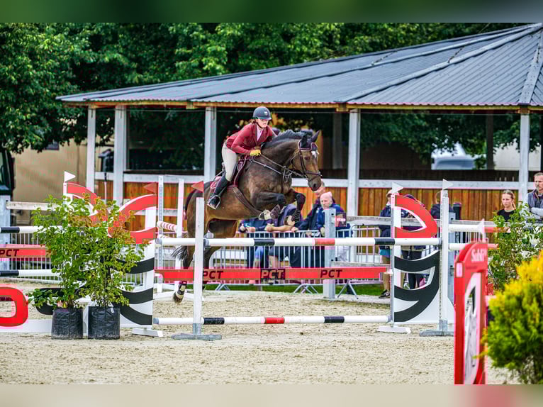 Czech Warmblood Mare 15 years 16,1 hh Brown in OBROK