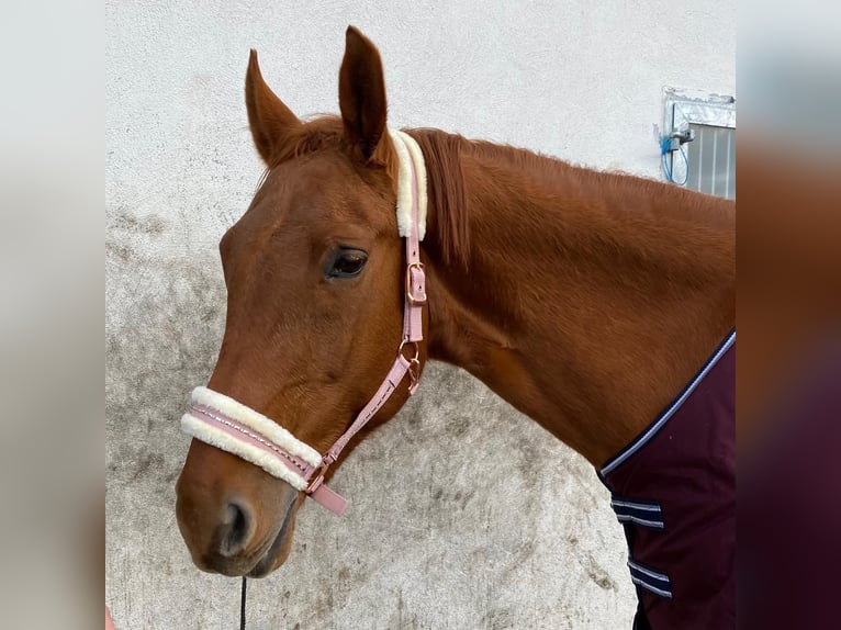 Czech Warmblood Mare 16 years 16,3 hh Chestnut-Red in Oberursel