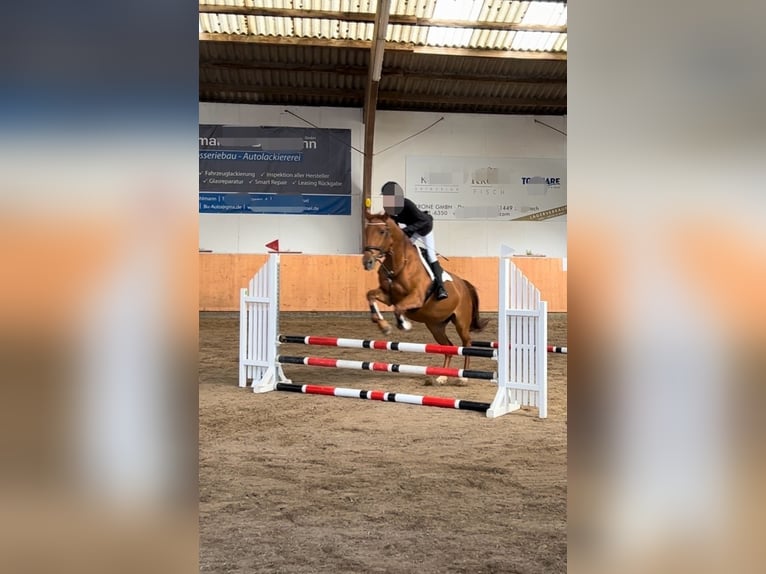 Czech Warmblood Mare 16 years 16,3 hh Chestnut-Red in Oberursel