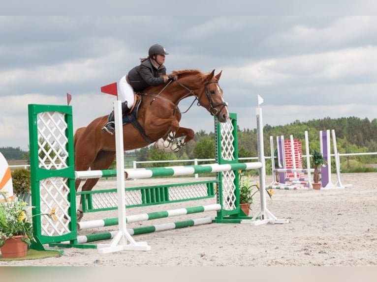 Czech Warmblood Mare 16 years 16,2 hh Chestnut in PRIBRAM