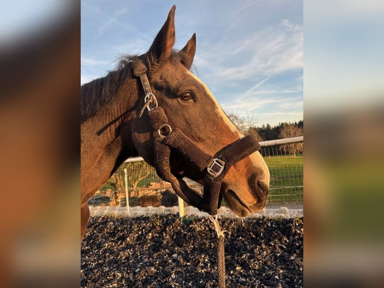 Czech Warmblood Mare 16 years 17.1 hh Brown in Wangen im Allgäu
