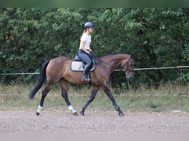 Czech Warmblood Mare 16 years Brown in Podebrady
