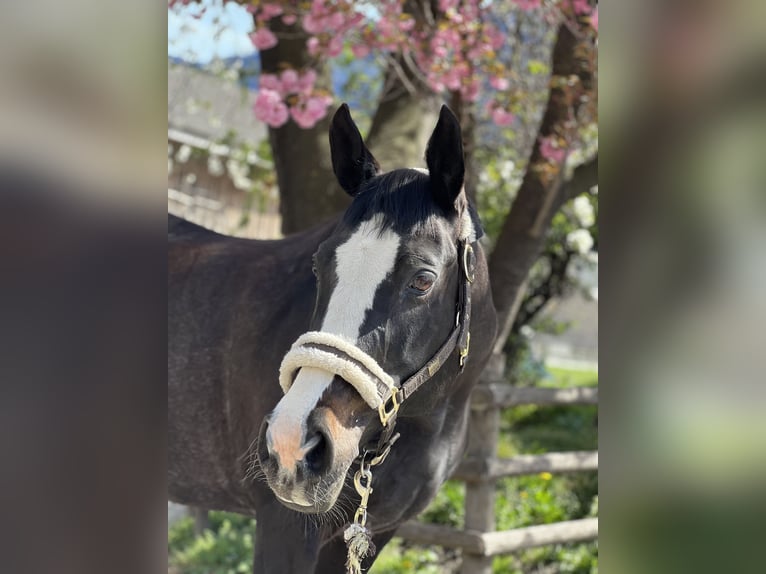 Czech Warmblood Mare 16 years in Untervaz