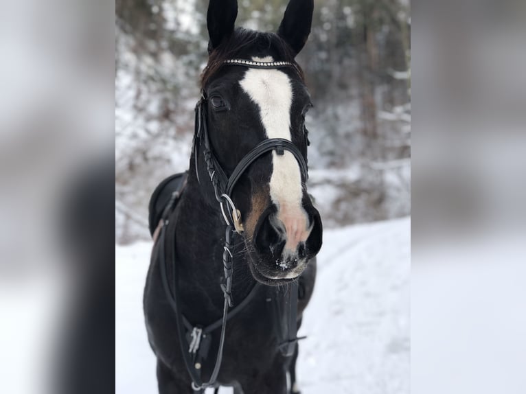 Czech Warmblood Mare 16 years in Untervaz