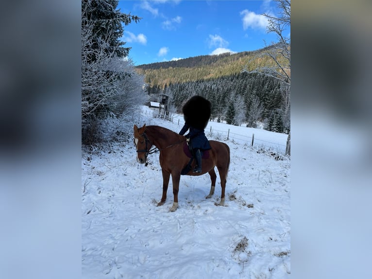 Czech Warmblood Mare 17 years 16,2 hh Chestnut-Red in Glödnitz