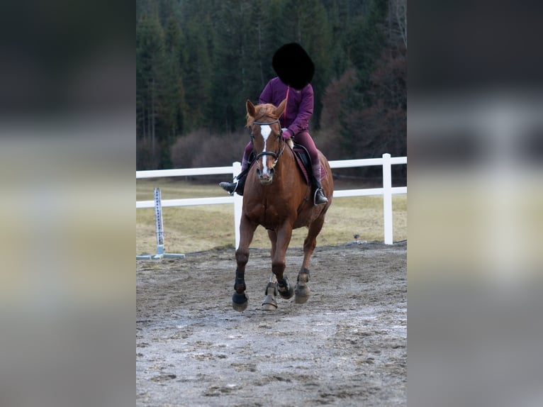 Czech Warmblood Mare 17 years 16,2 hh Chestnut-Red in Glödnitz