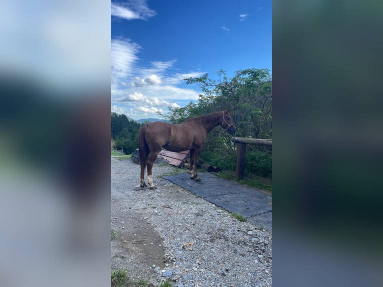 Czech Warmblood Mare 17 years 16,2 hh Chestnut-Red in Glödnitz