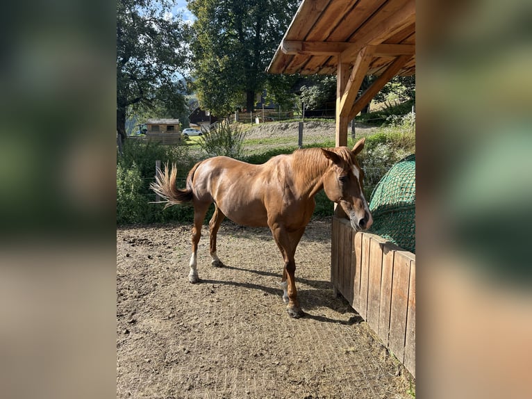 Czech Warmblood Mare 17 years 16,2 hh Chestnut-Red in Glödnitz