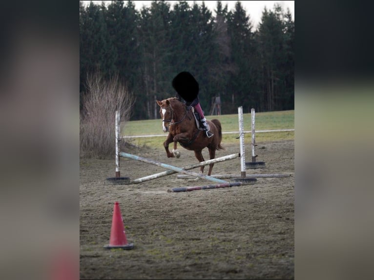 Czech Warmblood Mare 17 years 16,2 hh Chestnut-Red in Glödnitz