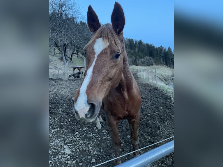 Czech Warmblood Mare 17 years 16,2 hh Chestnut-Red in Glödnitz