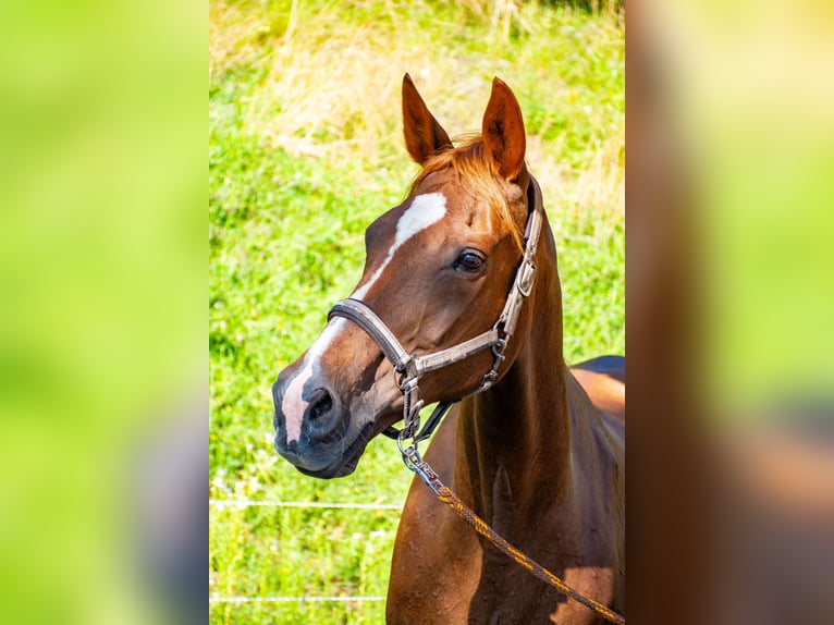 Czech Warmblood Mare 17 years 16,3 hh Chestnut-Red in Gl&#xF6;dnitz