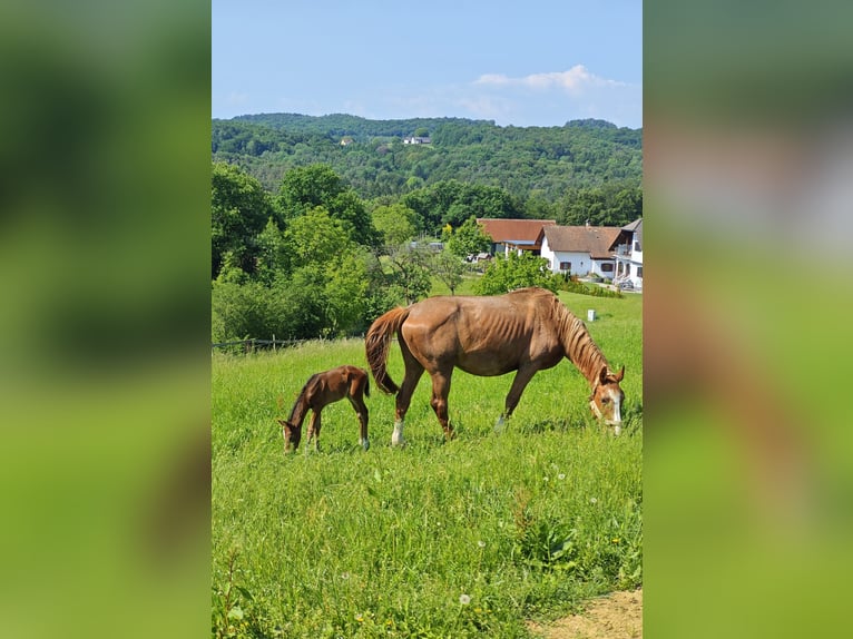 Czech Warmblood Mare 18 years 16,2 hh Chestnut-Red in Mittergoggitsch