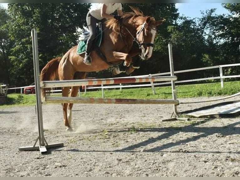 Czech Warmblood Mare 18 years 16,2 hh Chestnut-Red in Mittergoggitsch