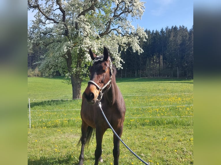 Czech Warmblood Mare 18 years 16,2 hh Roan-Bay in Lasberg