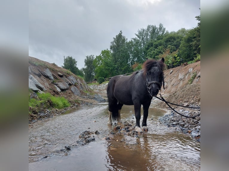 Czech Warmblood Mare 18 years 16,2 hh Roan-Bay in Lasberg