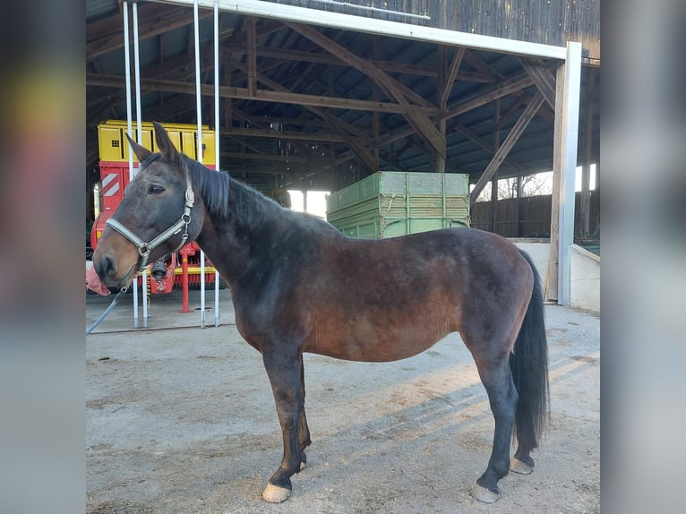 Czech Warmblood Mare 18 years 16,2 hh Roan-Bay in Lasberg