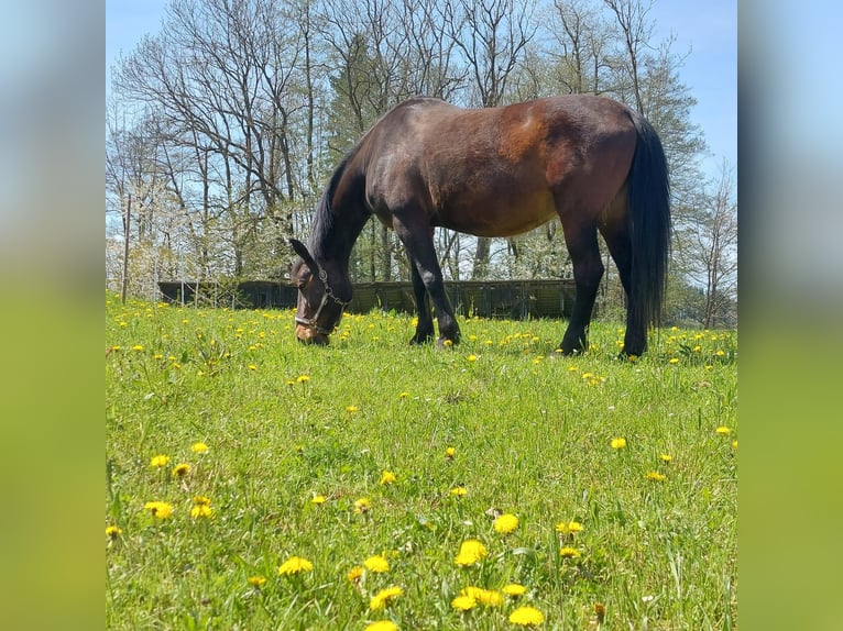 Czech Warmblood Mare 18 years 16,2 hh Roan-Bay in Lasberg