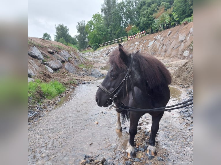 Czech Warmblood Mare 18 years 16,2 hh Roan-Bay in Lasberg