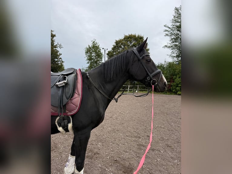 Czech Warmblood Mare 18 years 16 hh Bay-Dark in Paternion